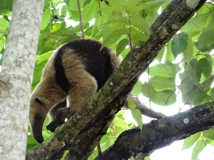 Tamandúa mexicana 04 DSC04624