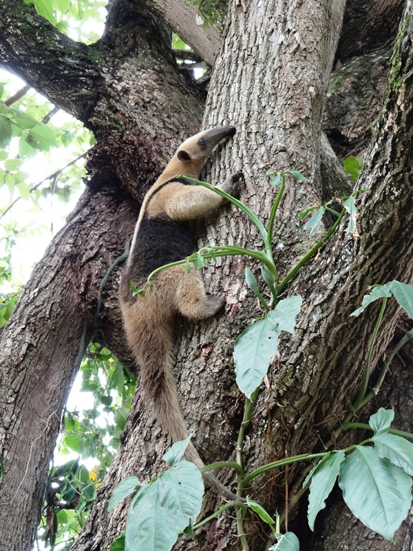 Tamandúa mexicana 05 DSC04636