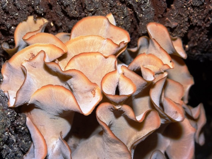 Panacam 008 DSC05417