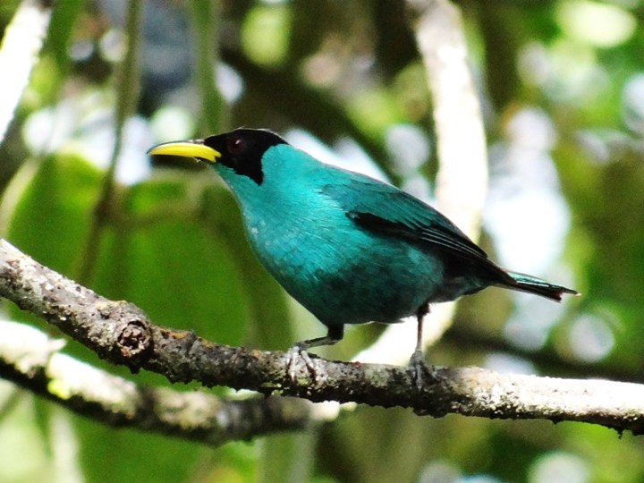 Panacam 014 DSC05412