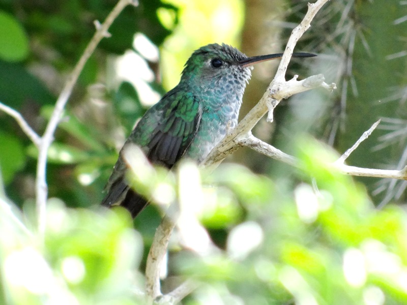 Amazilia luciae 01.JPG