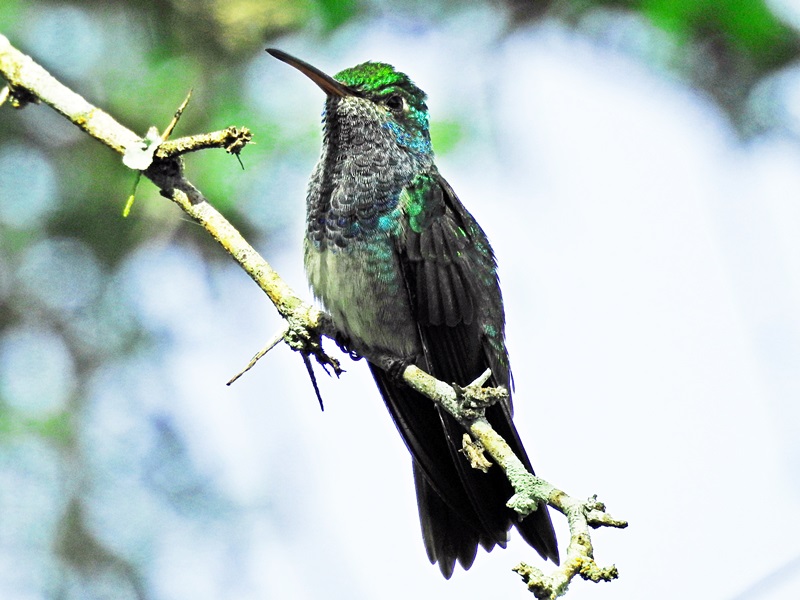 Amazilia luciae por Romel Romero 01