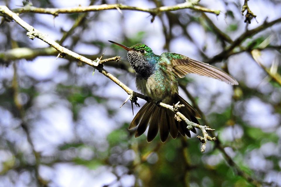 Amazilia luciae por Romel Romero 02