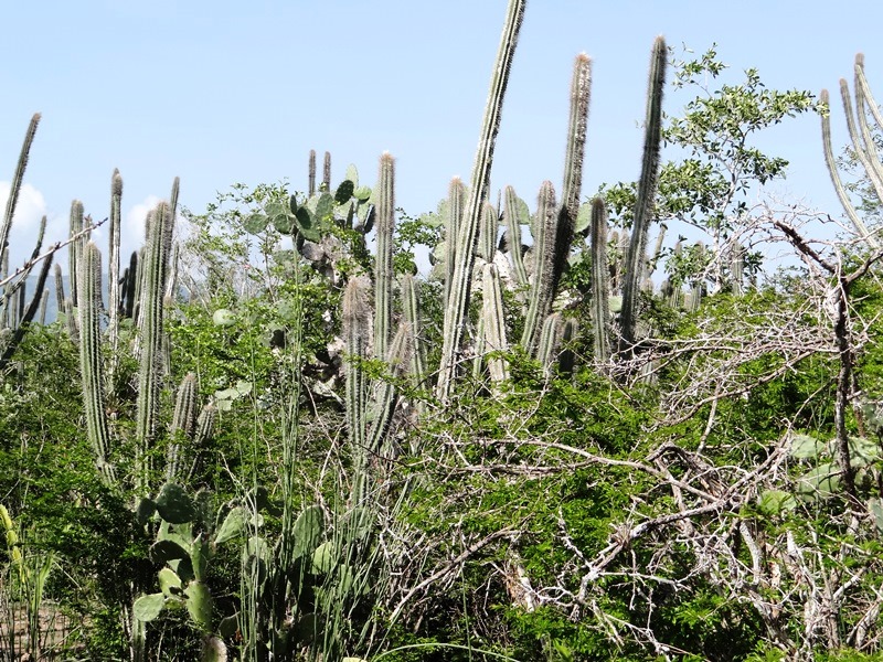 Bosque muy seco - Pilosocereus chrysacanthus y Opuntia hondurensis