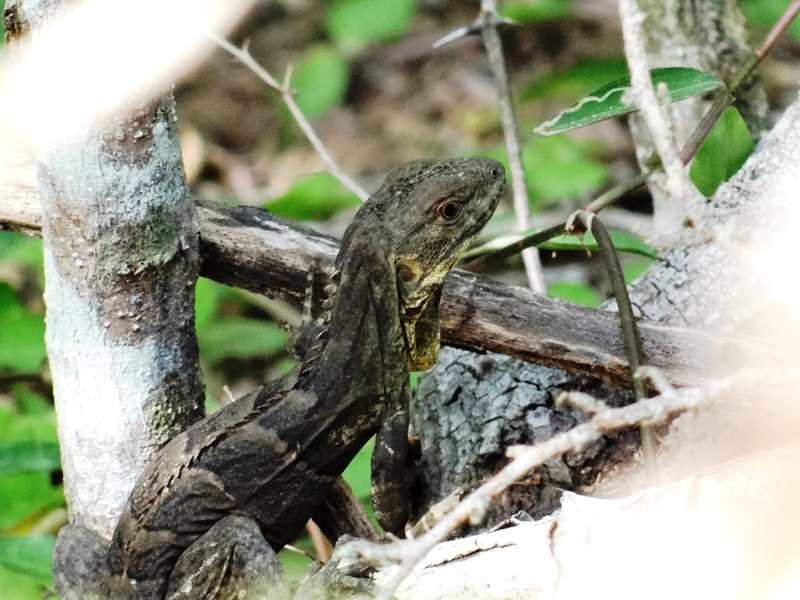 Ctenosaura melanosterna - jamo negro 01