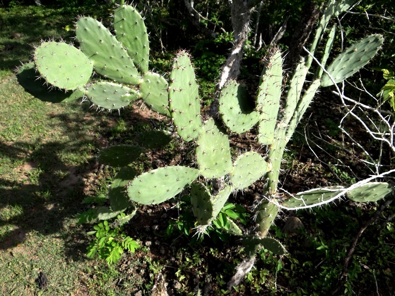 Opuntia hondurensis 01