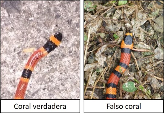 Coral verdadera vs Falso coral 01.jpg