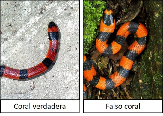 Coral verdadera vs Falso coral 02.jpg