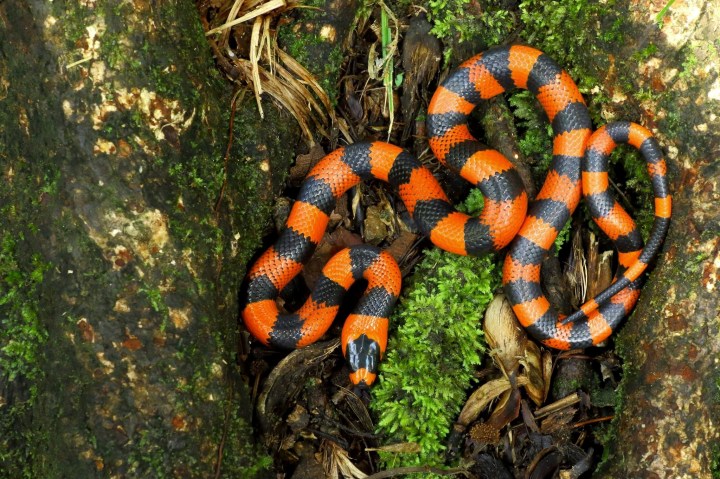 Lampropeltis abnorma - James Adams 01.jpg