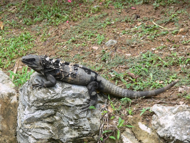 019 Ctenosaura oedirhina