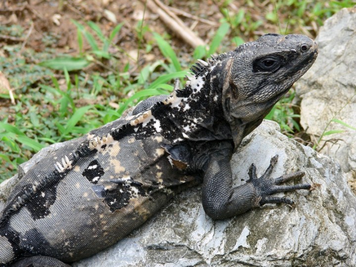 Copia de 021 Ctenosaura oedirhina
