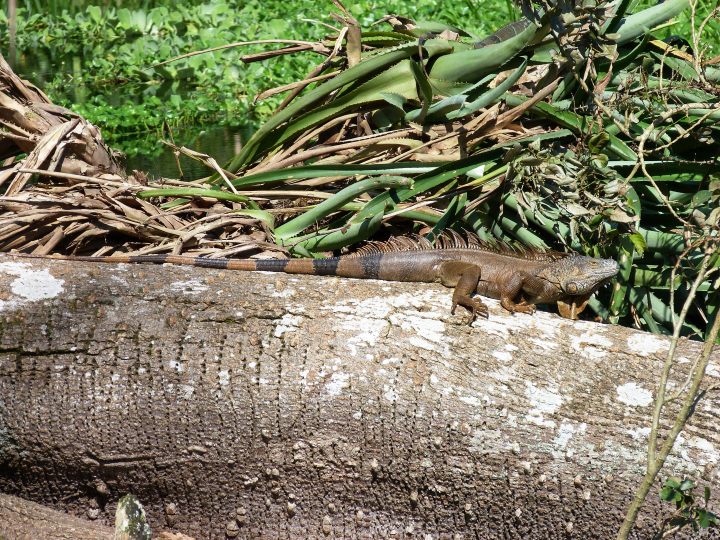 Copy of P1040683.JPG