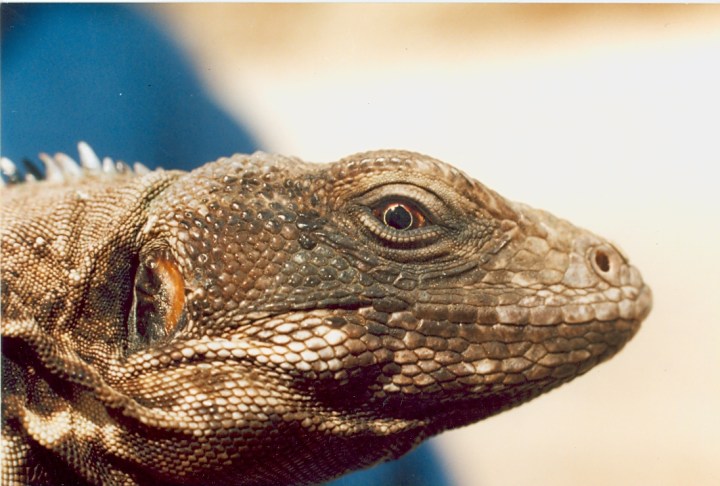 CRH-C praeocularis a0001.jpg