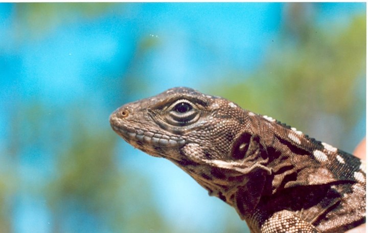 CRH-C praeocularis b0001.jpg