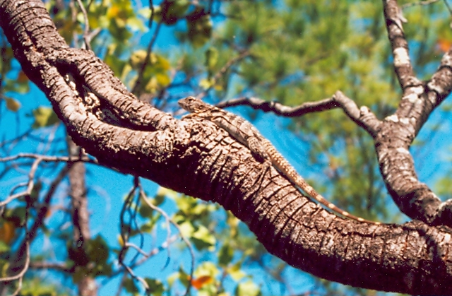 CRH-C praeocularis c0001