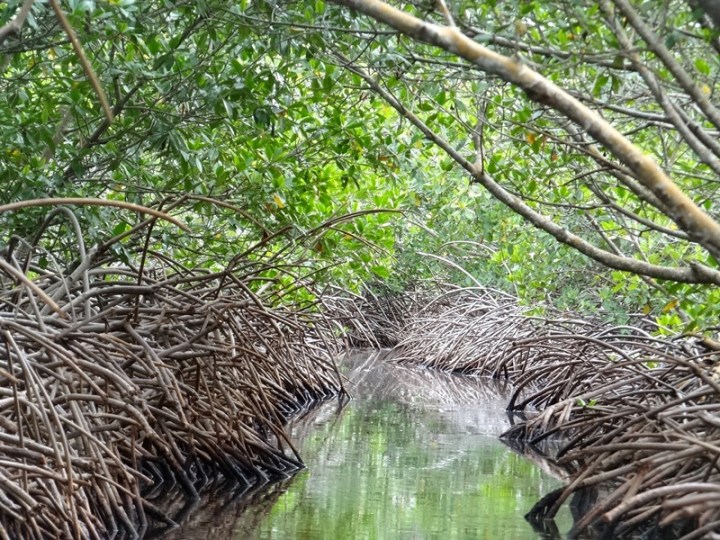 Utila 19 DSC04888.JPG