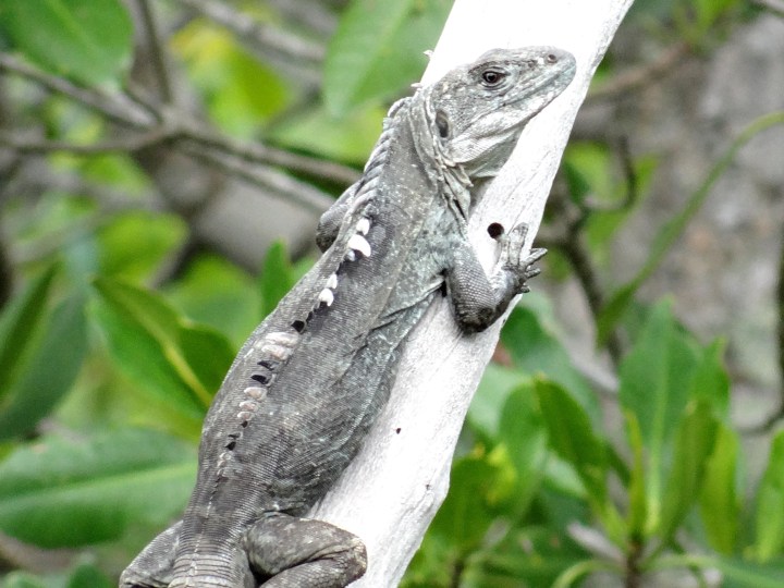 Utila 21 DSC04900.JPG