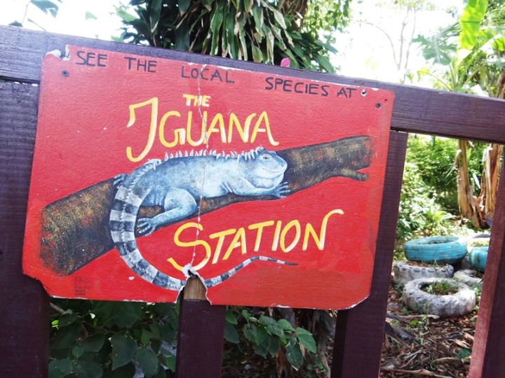 Utila 34 DSC04492.JPG