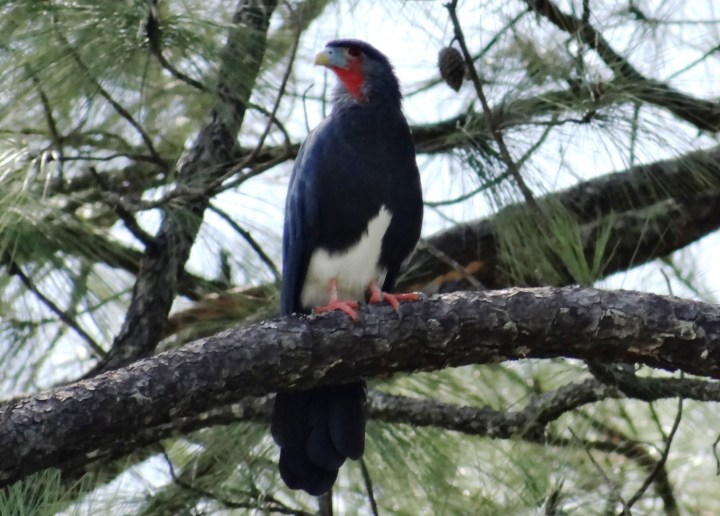 Copy of DSC05688.JPG