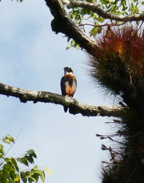 Orange-breasted Falcon (nombre científico: Falco deiroleucus) 01